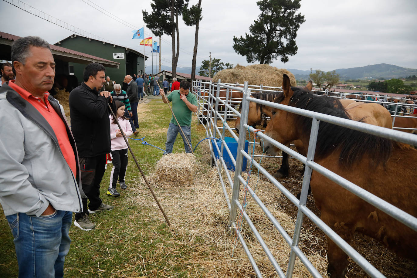 La feria de ganado de Llanera se supera