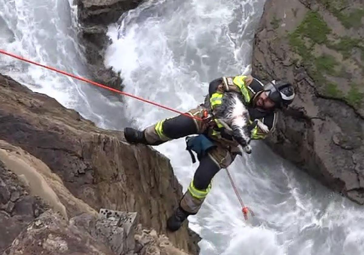 Angustioso rescate de una perra en el Cerro de Santa Catalina