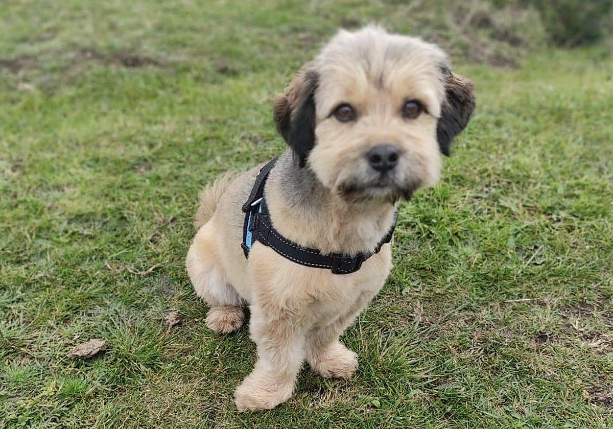 'Vladi' (de 'Vladimir'), el perro rescatado este martes en Llanes.