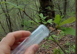 Liberación del insecto que acaba con la avispilla.