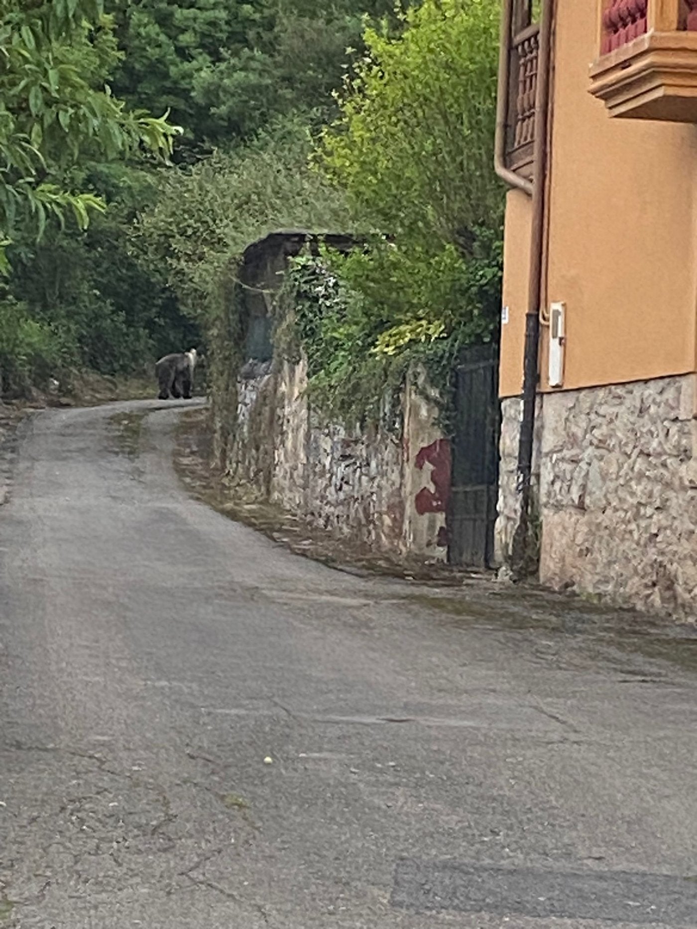 El oso paseando junto al muro de una de las viviendas del pueblo.