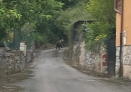 Imagen del oso en la parroquia ovetense de Puerto.