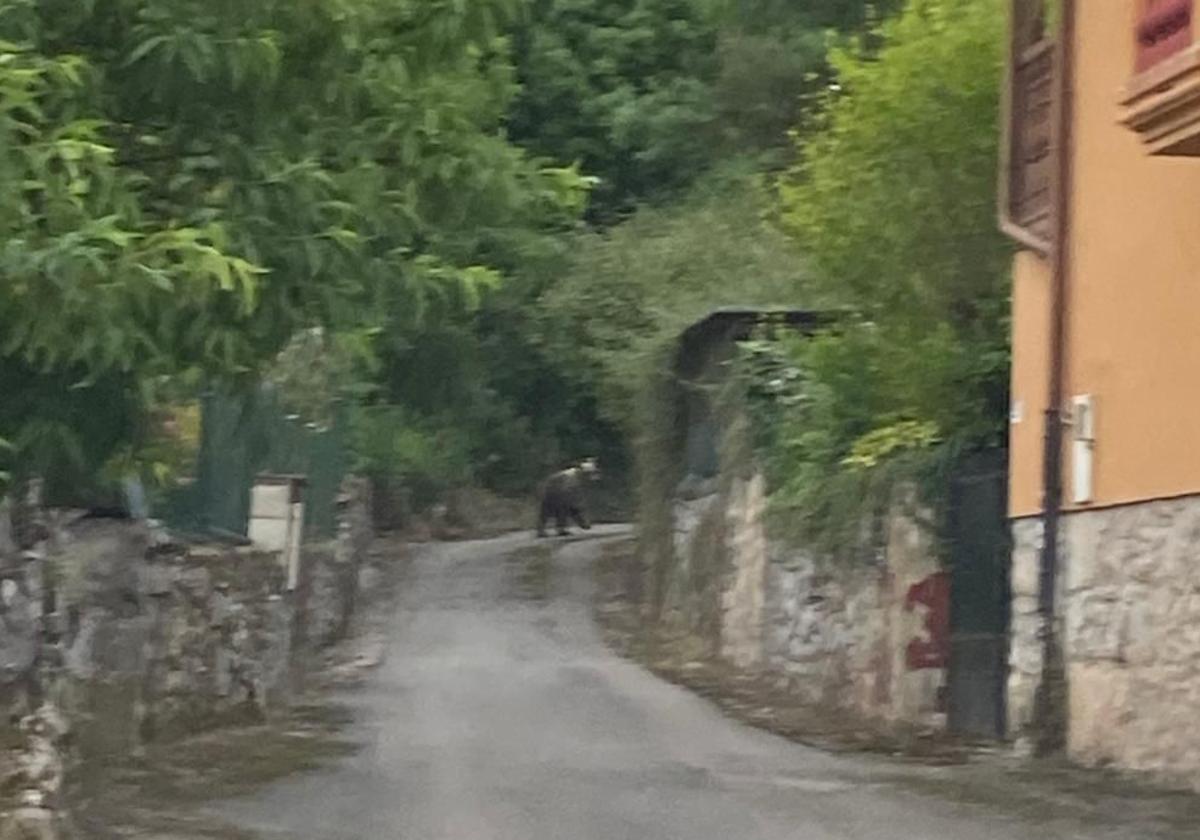 Imagen del oso en la parroquia ovetense de Puerto.