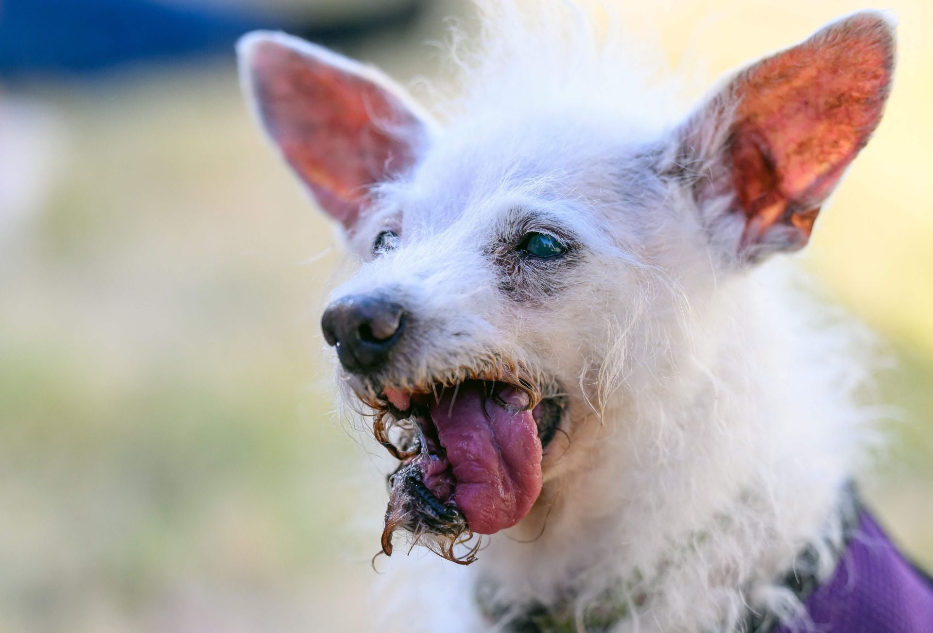 Y el perro más feo del mundo es...