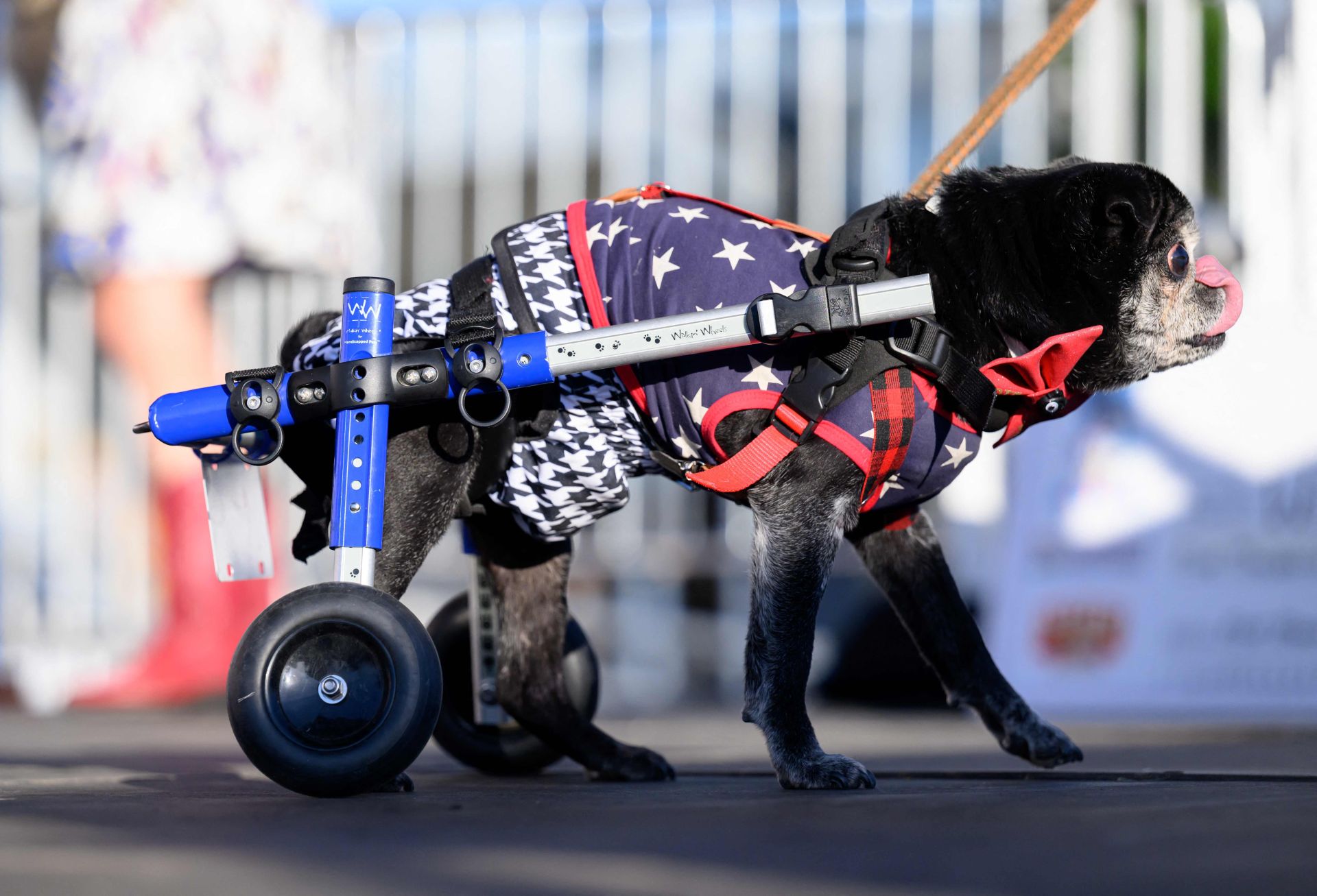 Y el perro más feo del mundo es...