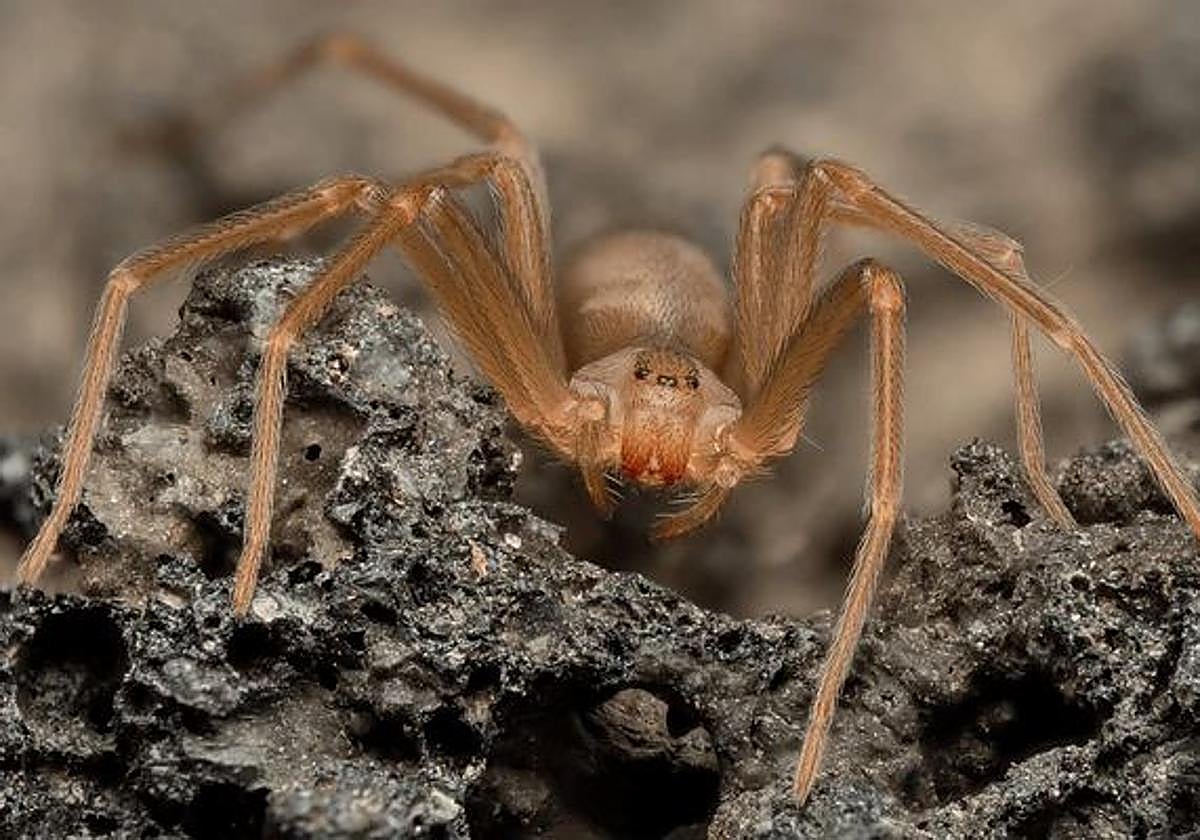 Una araña violinista.