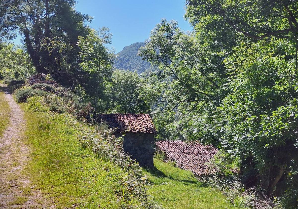 Imagen principal - 1) Zona de la Texera y sendero entre verde y bosque hasta Vega Baxu. 2) Vega Baxu, un oasis entre montes ideal para una jornada de desconexión. 3) Zona de Vegariba, majada vecina de Vega Baxu y casi desaparecida.