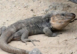 Lagarto gigante de Gran Canaria.