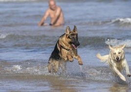 Dos perros se bañan en la costa asturiana.