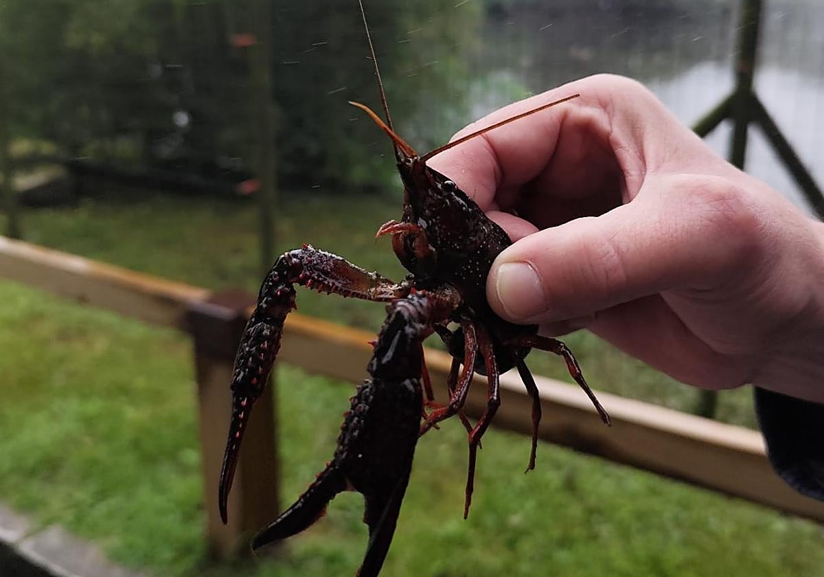 Ejemplar de cangrejo rojo capturado junto al estanque grande.