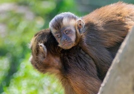 Imagen del anterior nacimiento de un mono capuchino en el zoo de San Esteban de las Cruces, donde se puede ver a la cría agarrada del lomo de la madre.