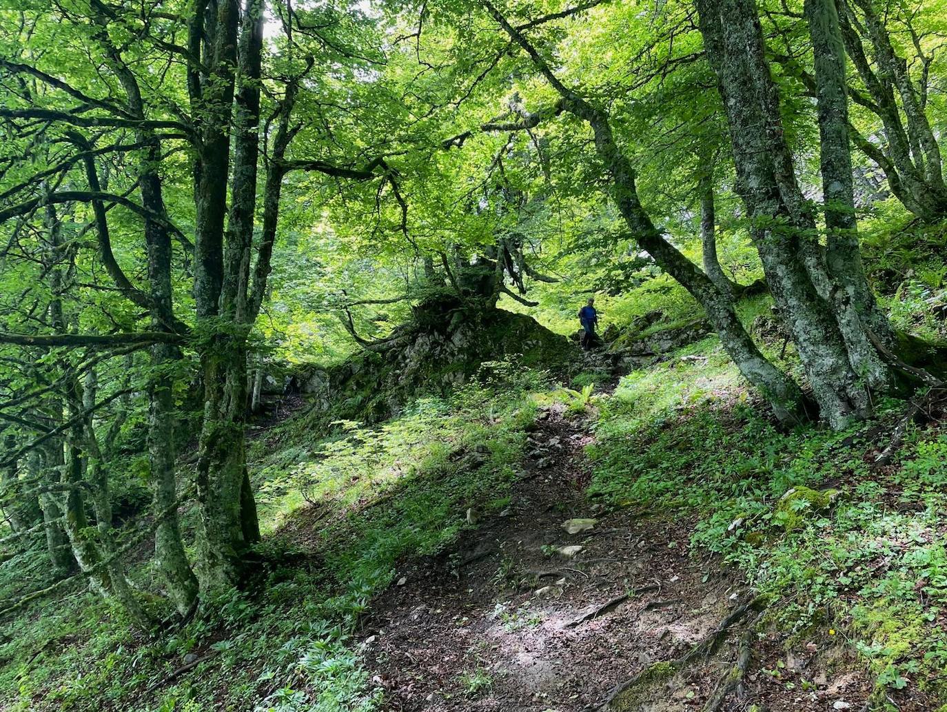 Entre bosques asturianos: los paisajes de la ruta a las cumbres del Maciedome y el Tiatordos