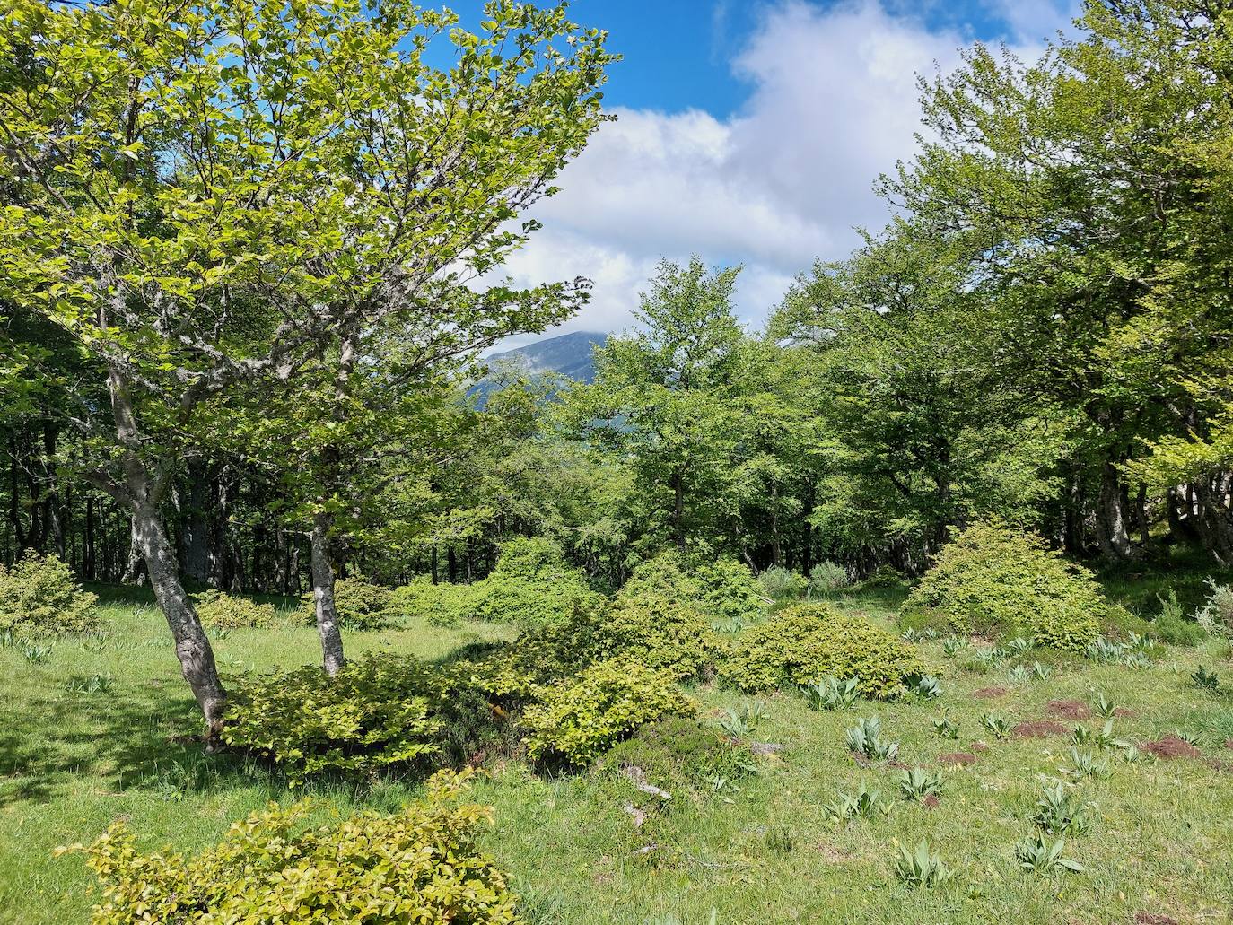 Entre bosques asturianos: los paisajes de la ruta a las cumbres del Maciedome y el Tiatordos