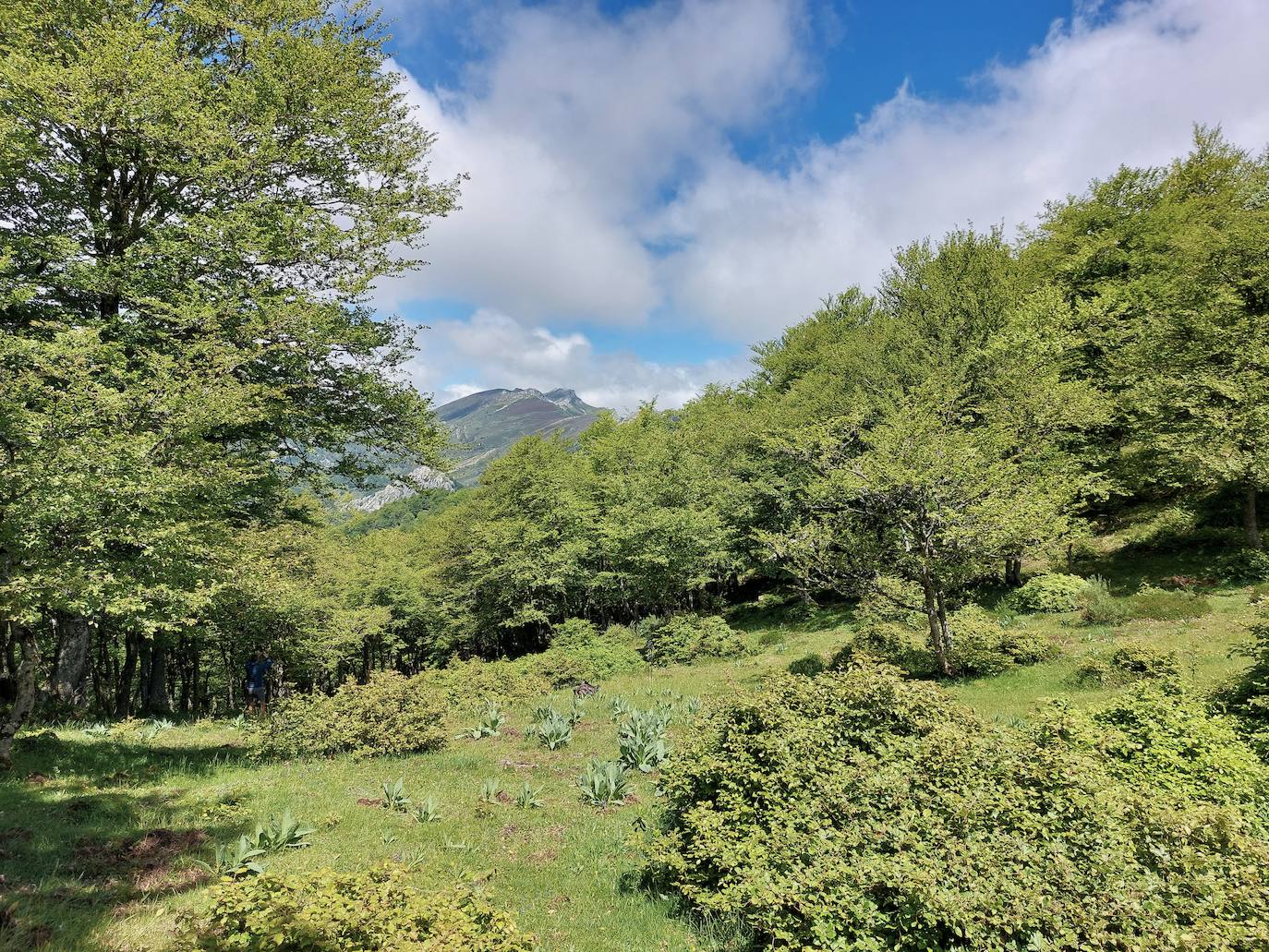 Entre bosques asturianos: los paisajes de la ruta a las cumbres del Maciedome y el Tiatordos