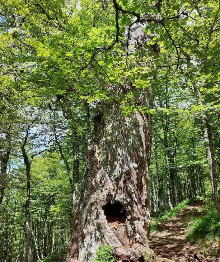 Imagen secundaria 2 - Una ruta llena de bosque al Maciedome y al Tiatordos