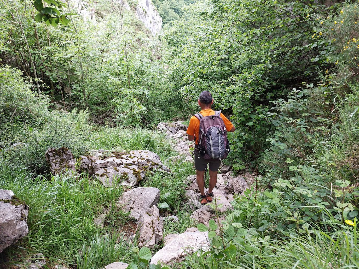 Imagen secundaria 1 - Una ruta llena de bosque al Maciedome y al Tiatordos