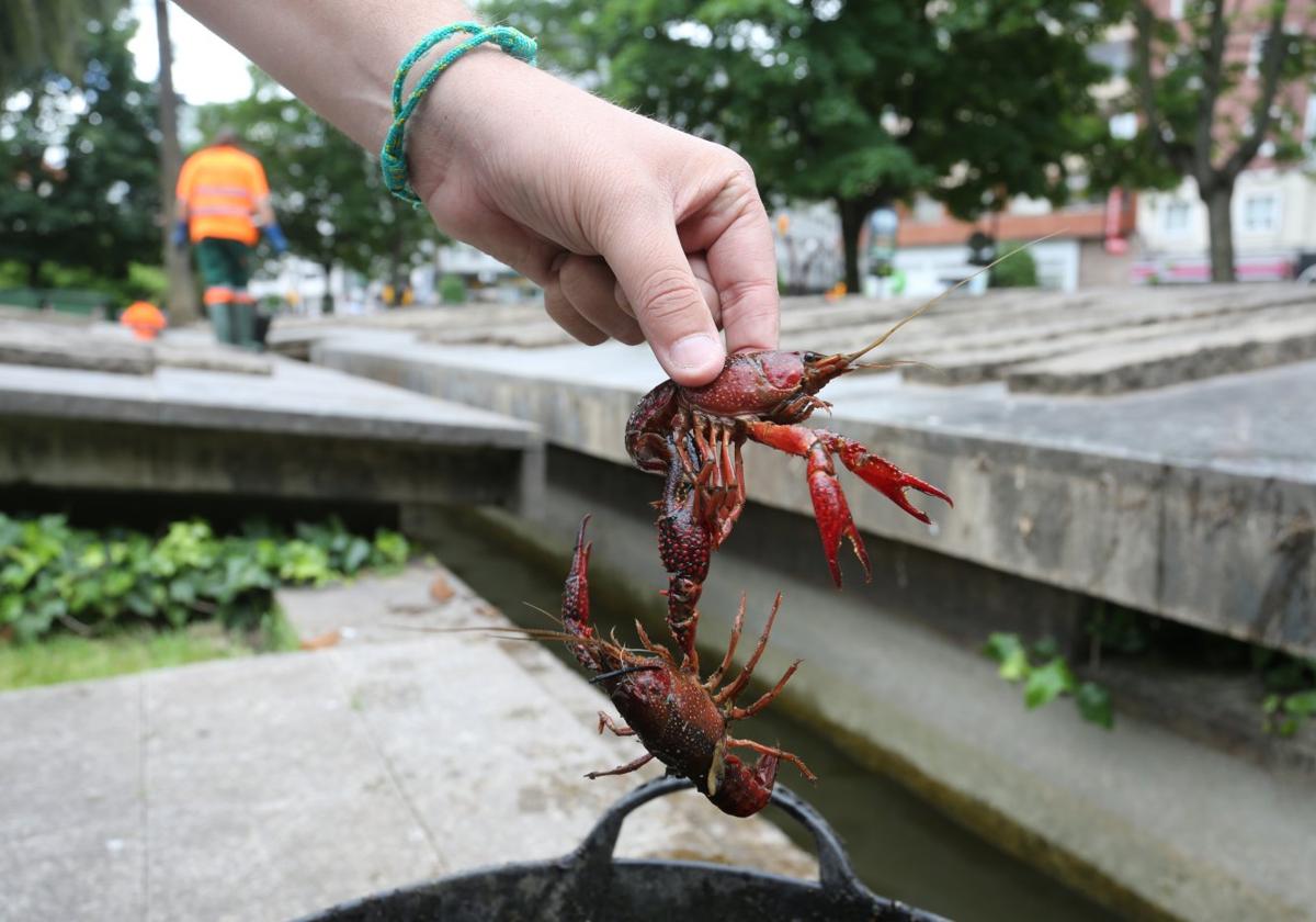 Ejemplares recogidos en junio de 2016 durante la limpieza del fondo del estanque de la plaza.