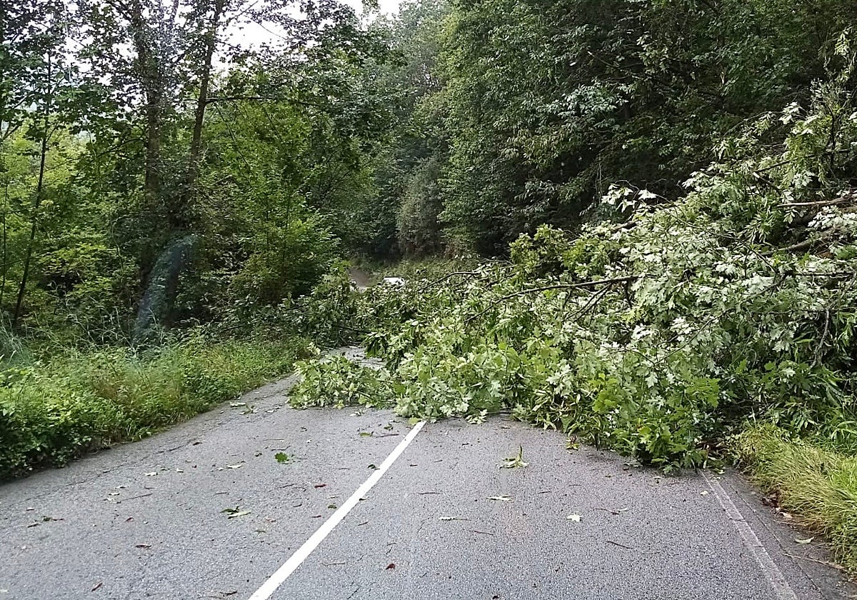 El árbol caído corta la carretera.