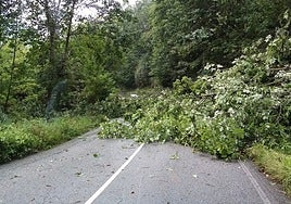 El árbol caído corta la carretera.