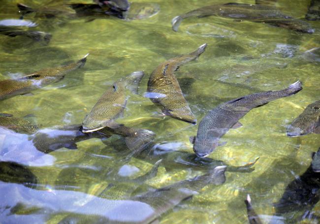 Algunos ejemplares de trucha arcoíris de Bedón Acuicultura.