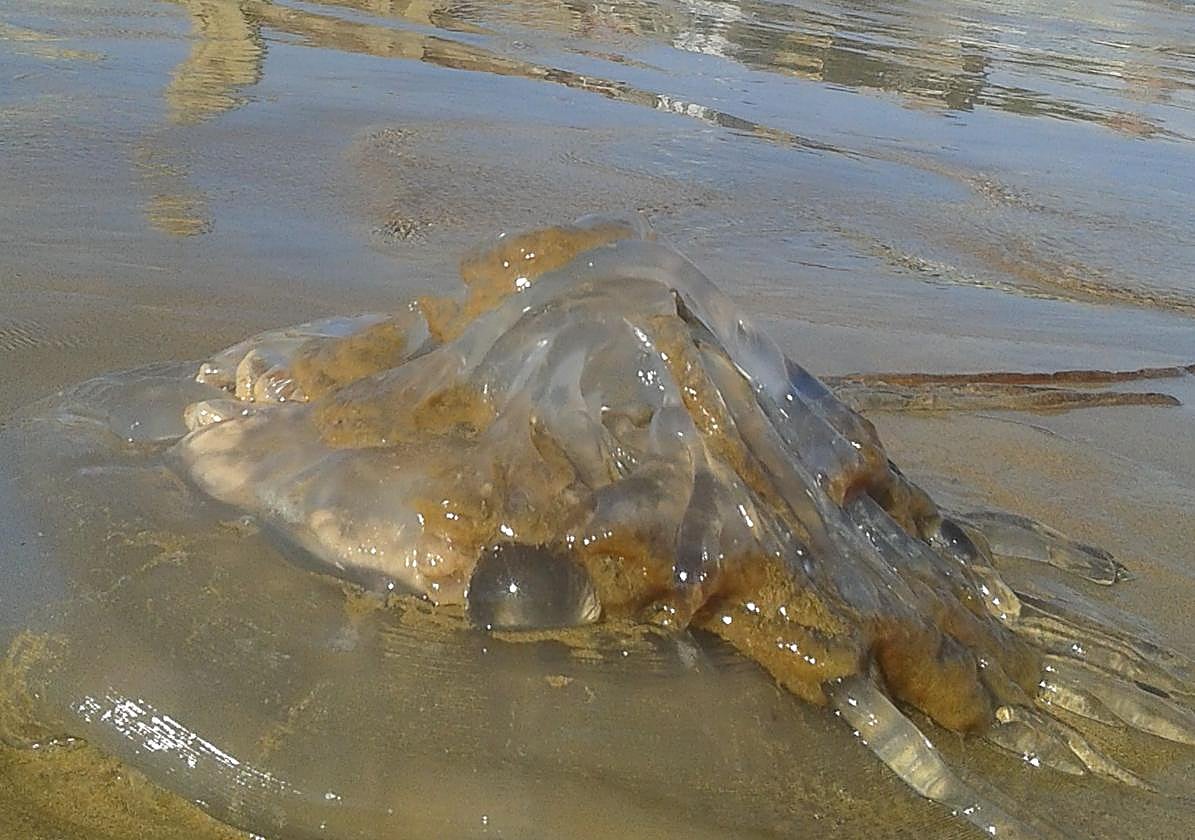 Una medusa en la playa de San Lorenzo, en una imagen de archivo.