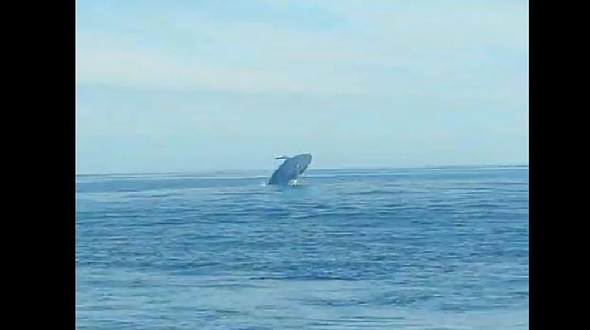 Un grupo de delfines se pasea por la costa de Llanes