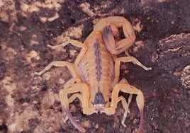 Un escorpión venenoso que el investigado tenía en su casa.