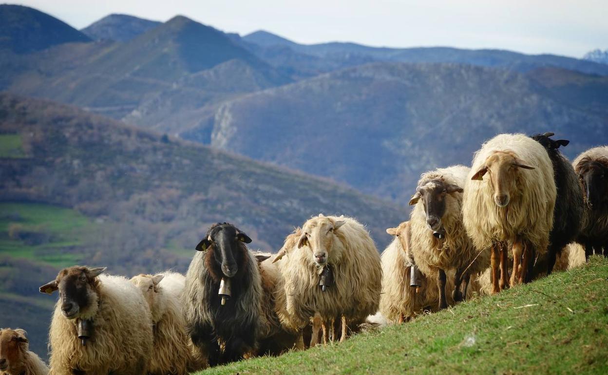 Los Picos de Europa: 106 años de un paraíso natural de gran escala en Asturias