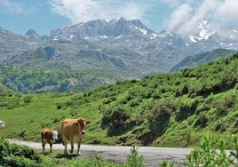 Los Picos de Europa: 106 años de un paraíso natural de gran escala en Asturias