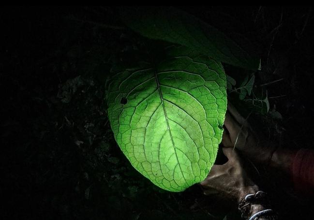 Las plantas y las distintas especies arbóreas también son protagonistas y tienen historias que contar en estos paseos noctambulos