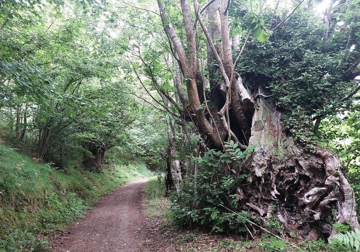 Los bosques de hayas y robledales están muy presentes en esta ruta, que une dos sendas verdes convirtiendolas en una circular muy interesante