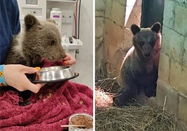 A la izquierda, 'Cova' tras ser rescatada. A la derecha, el aspecto actual de la osezna.