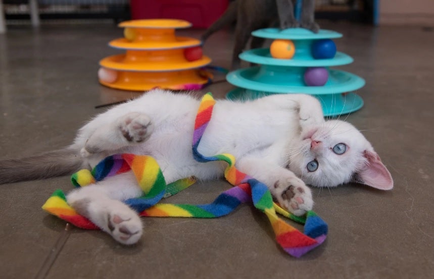 Un gato jugando con una cinta.