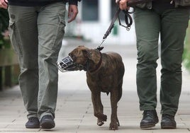 Un Pit Bull, con bozal y correa.