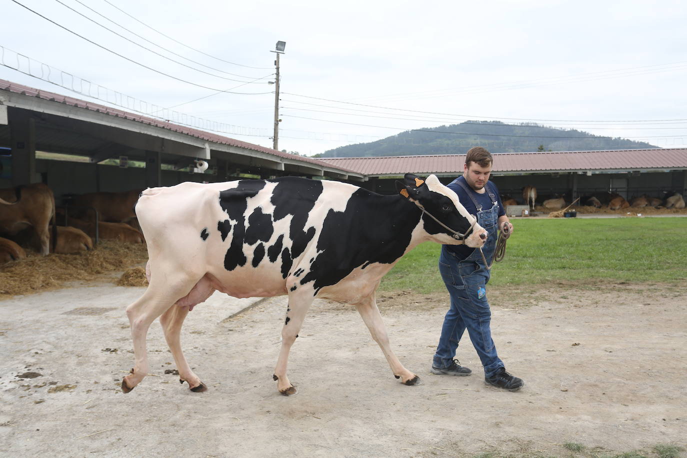 La 49ª Feria Agroalimentaria de Llanera, en imágenes