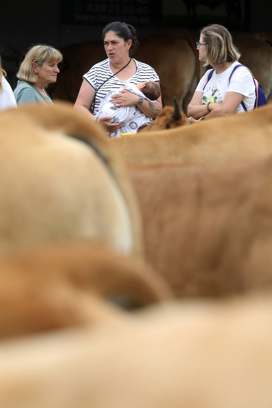 La 49ª Feria Agroalimentaria de Llanera, en imágenes