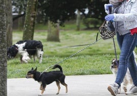 Alerta para los dueños de perros de Castrillón: hallan bolas de pan con alfileres en una zona canina