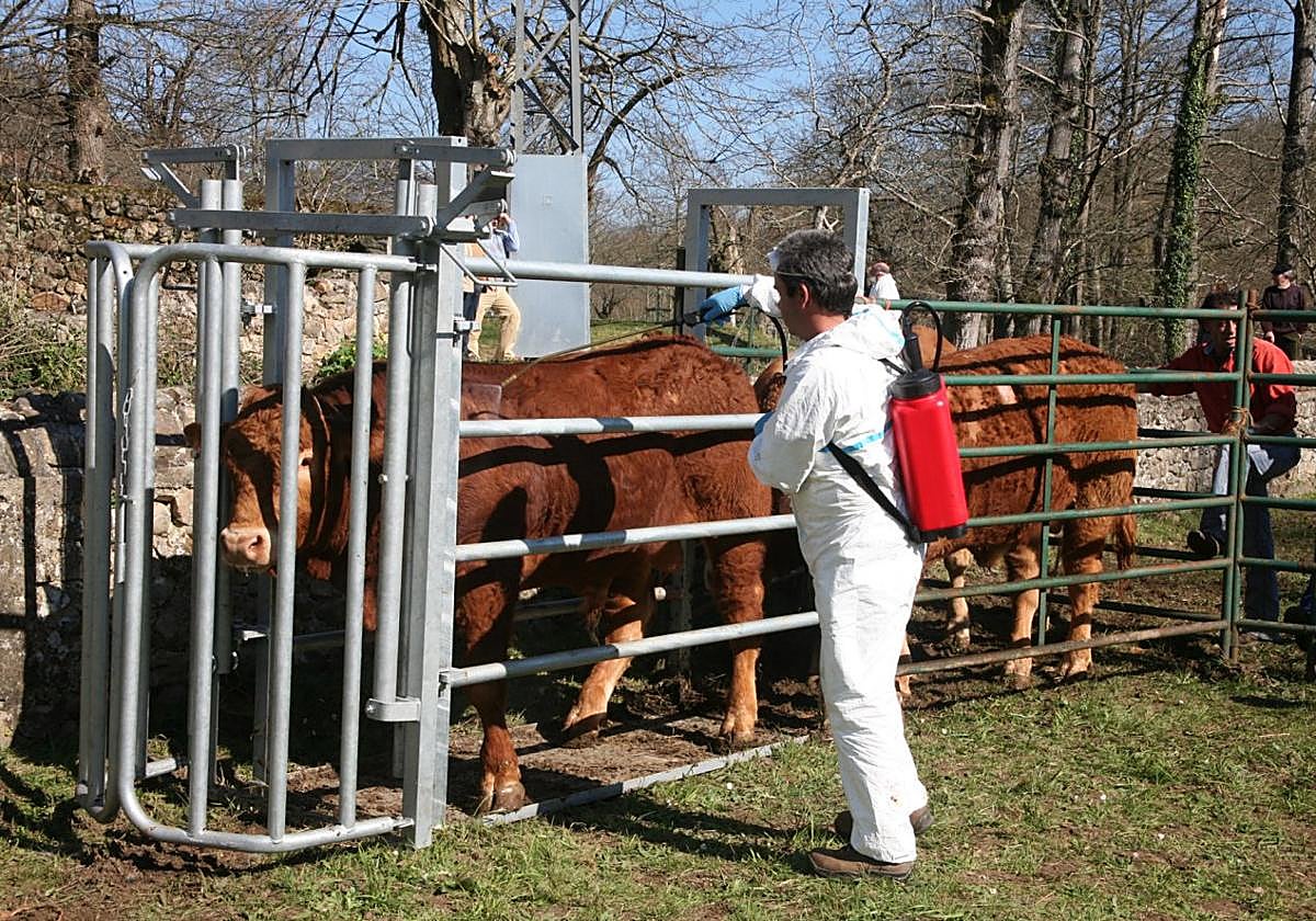 Un veterinario procede a la desinsectación de unas vacas en una pasada edición de la feria de Corao.