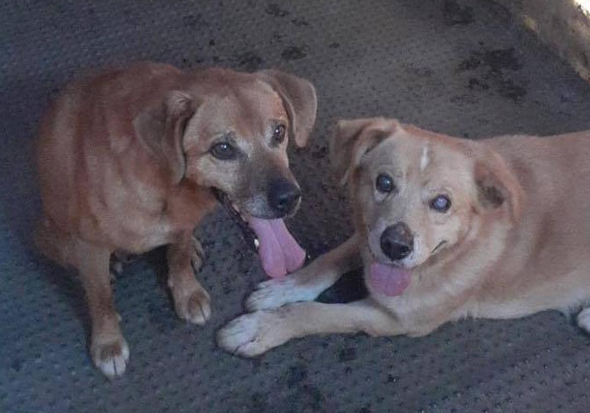 Imagen de 'Pitufo' y 'Sultán', los dos perros que supuestamente fueron abandonados por el alcalde de Villanueva de Oscos, que difundió en las redes sociales la Protectora de Animales Occidente Astur.