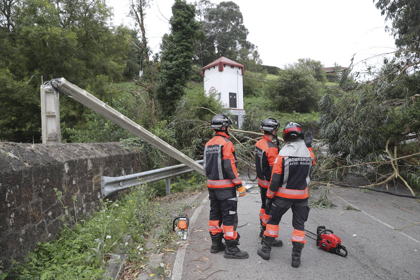 Las fuertes rachan de viento tiran un eucalipto en Gijón