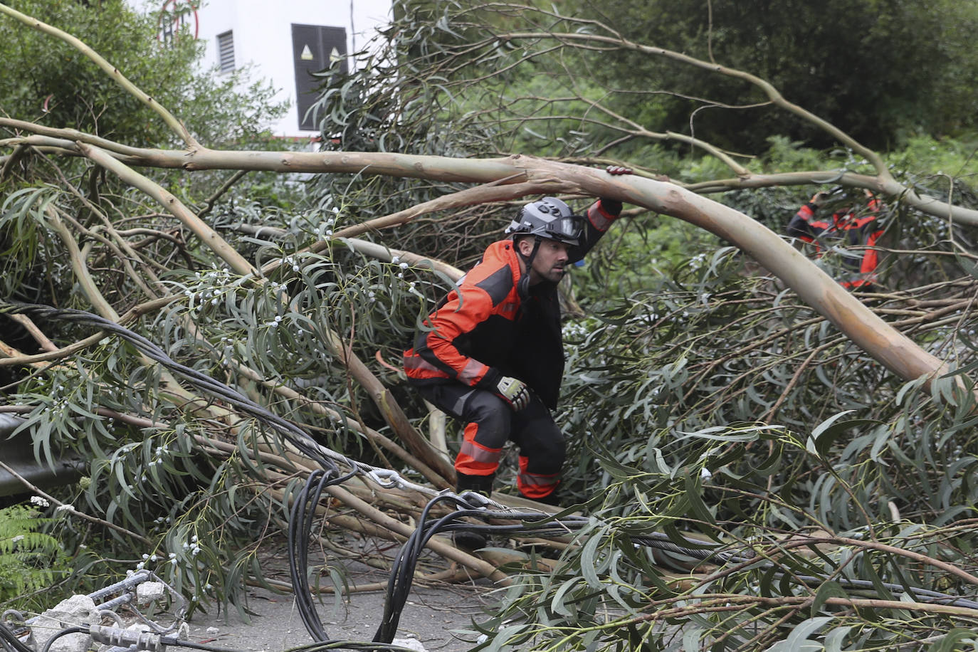 Las fuertes rachan de viento tiran un eucalipto en Gijón