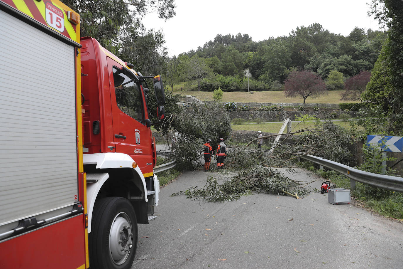 Las fuertes rachan de viento tiran un eucalipto en Gijón