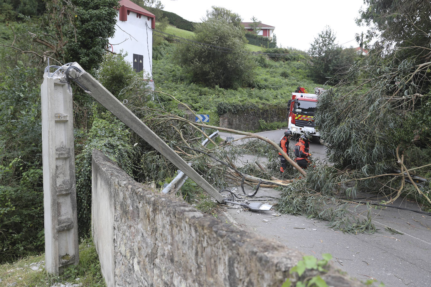 Las fuertes rachan de viento tiran un eucalipto en Gijón