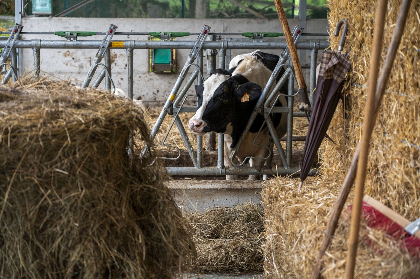 Una de las vacas afectadas por la efermedad hemorrágica epizoótica en una ganadería de Cantabria, donde la enfermedad avanza rápidamente.