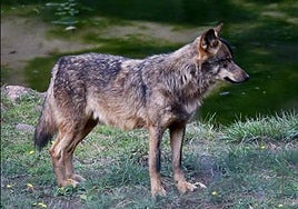 El lobo seguirá en el listado de especies protegidas hasta 2025