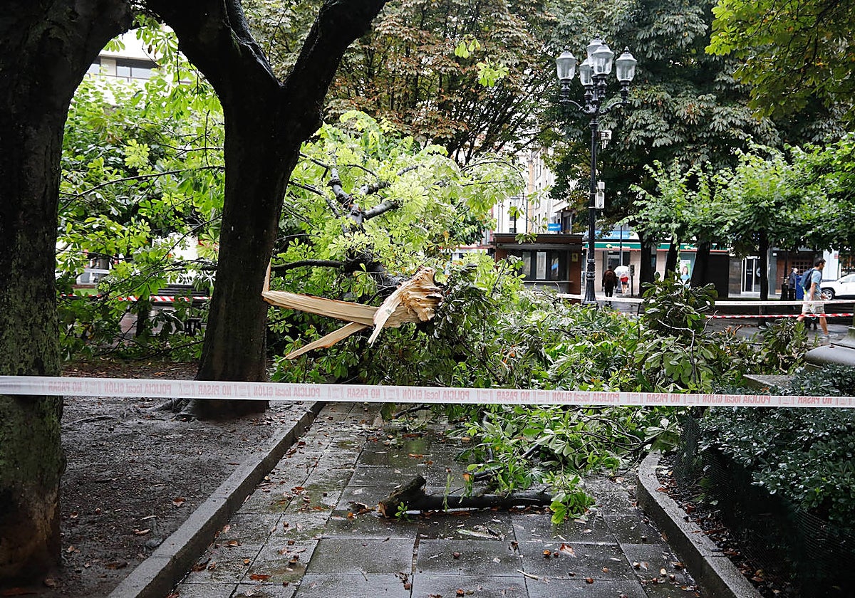 El árbol que se precipitó en la plazuela de San Miguel.