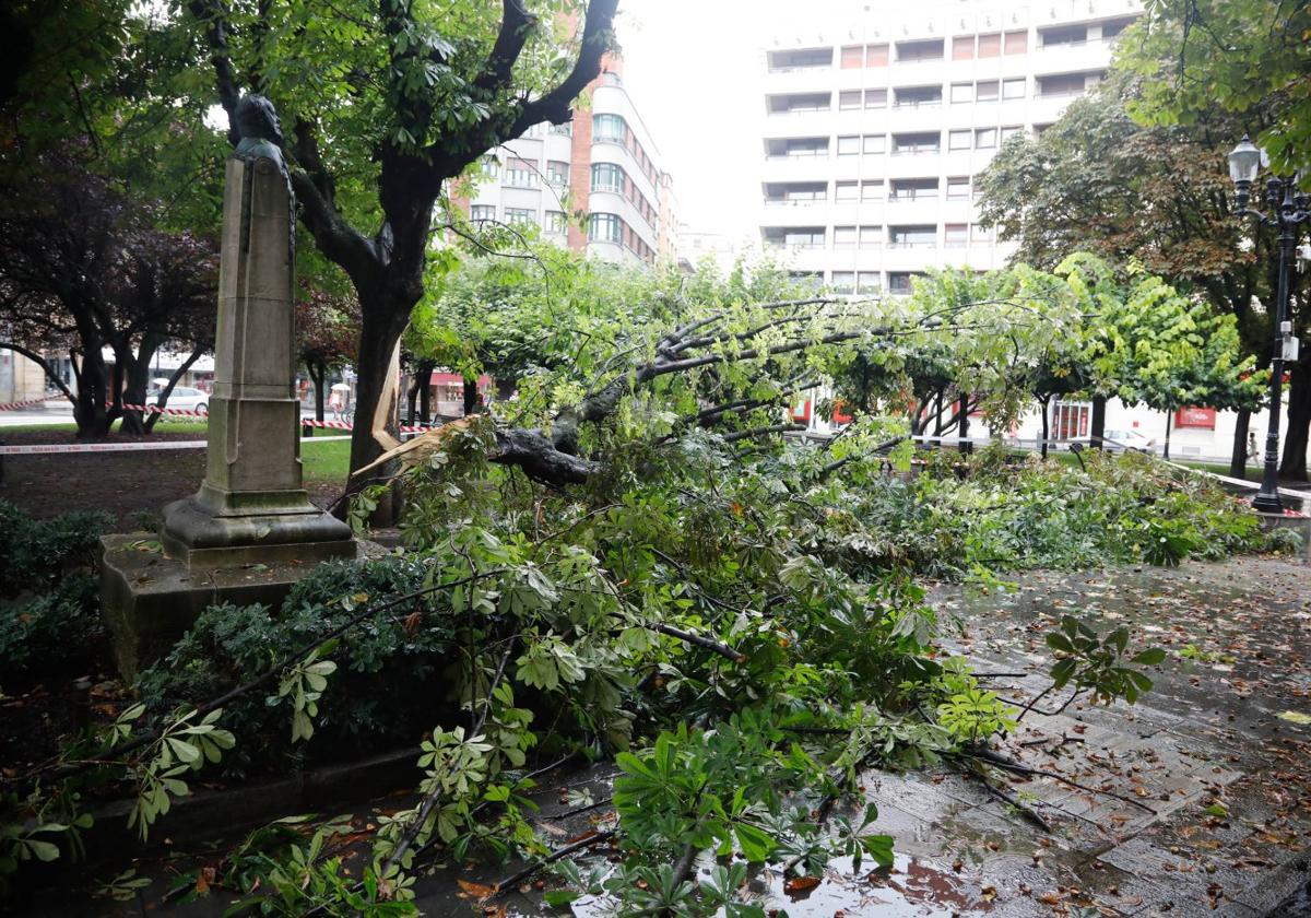 Árbol caído el lunes en la plaza de San Miguel.