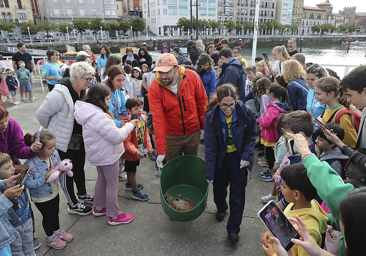 Una de las dos tortugas, transportada en un cubo en el Muelle, a la embarcación 'Nueva Asturias'.