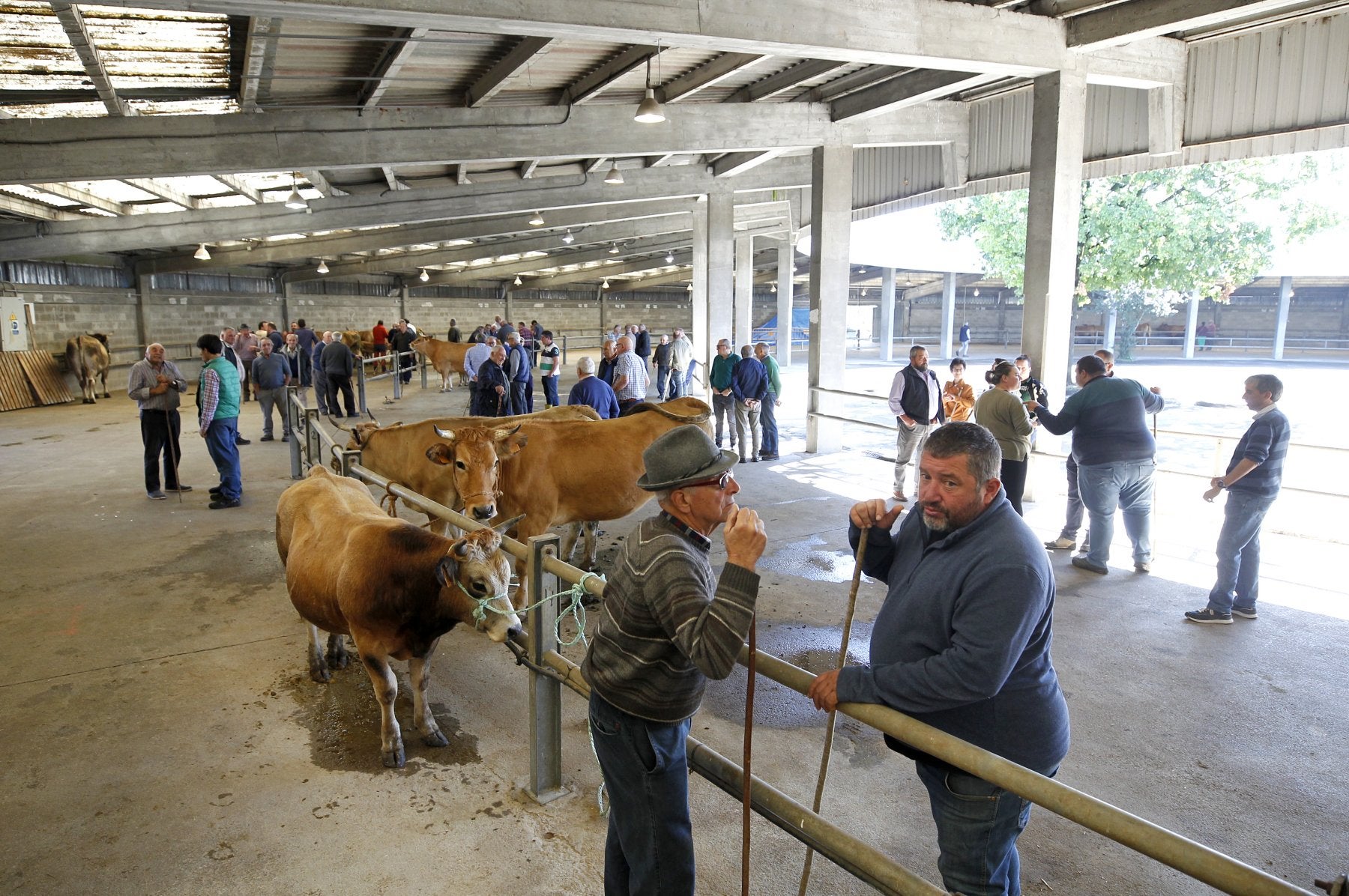 Feria de Los Prados, en el mercado de ganado de Grado.