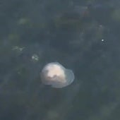 Medusas de gran tamaño en la costa de Gijón